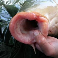 Conception des bouillettes